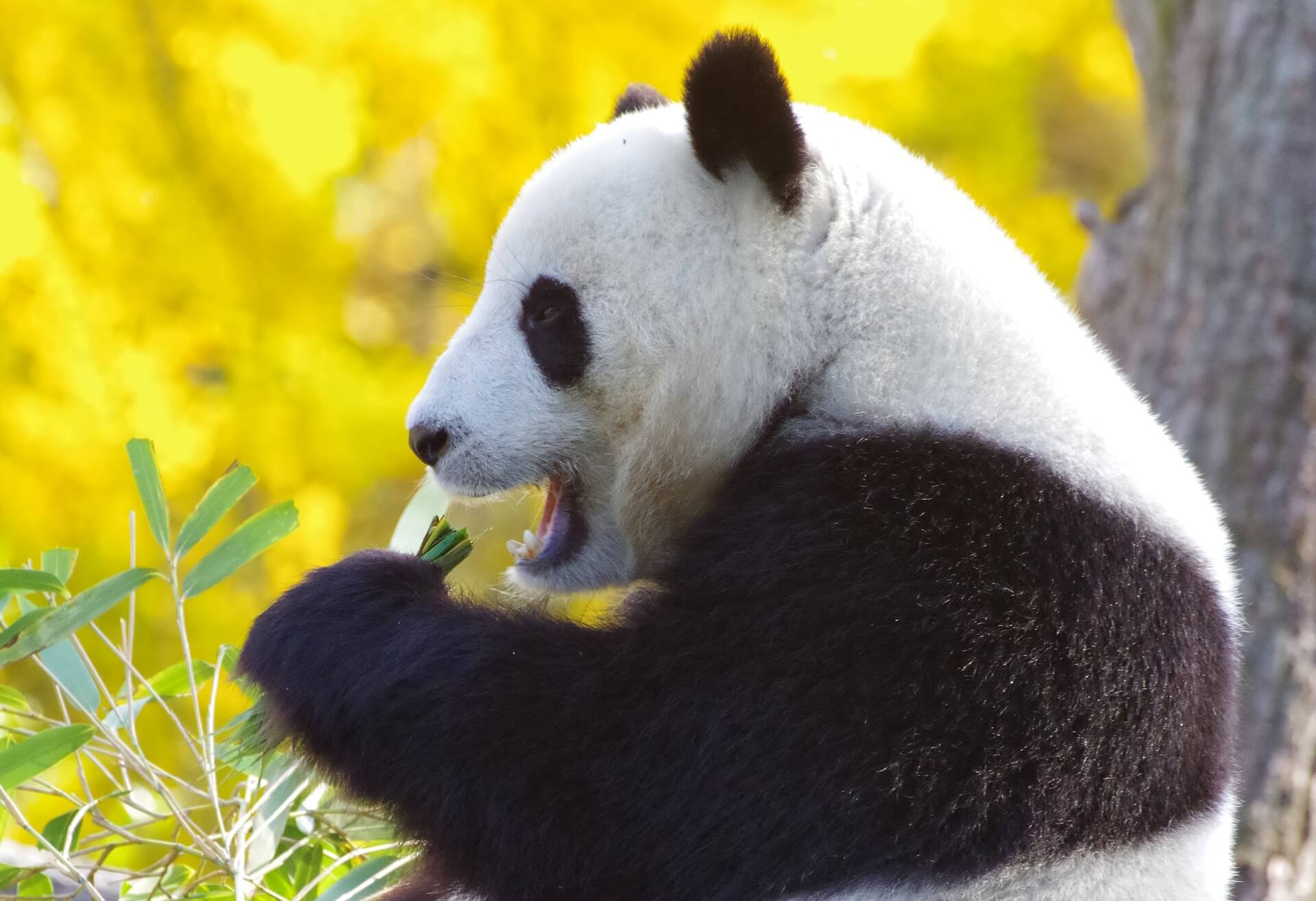 ジャイアントパンダは 超 肉食動物 竹を好むのは含まれているタンパク質が理由 しぐれちゃんねる